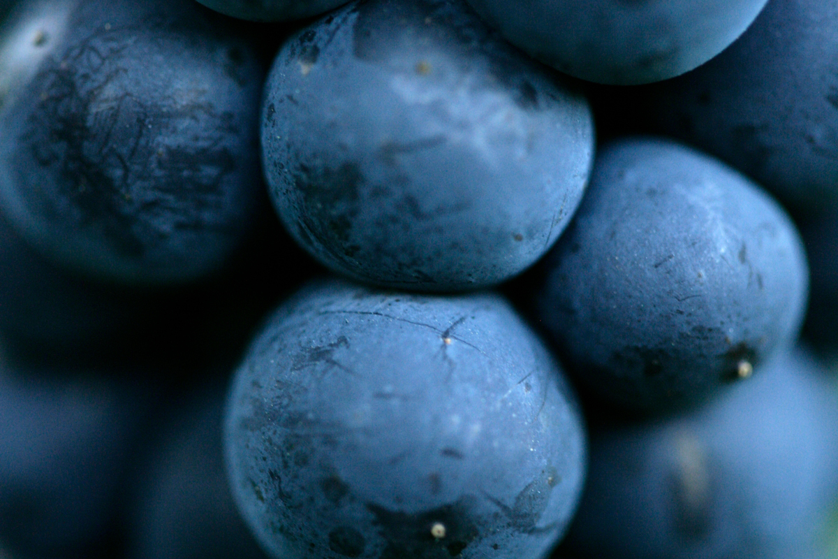 Le Beaujolais nouveau - Domaine Joseph Drouhin