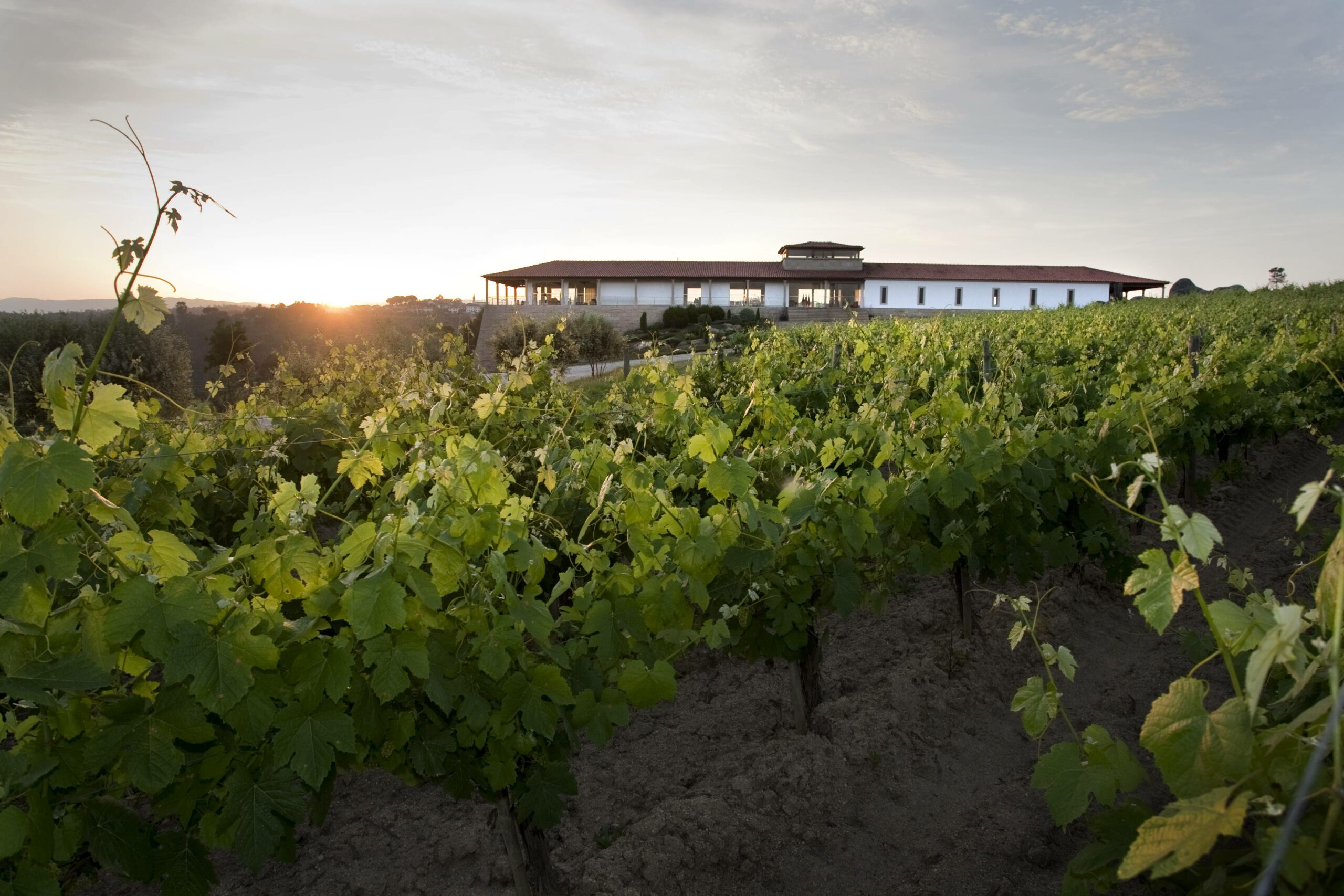 Dégustation verticale Quinta de Lemos